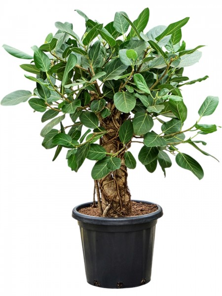 Ficus benghalensis audrey - Stamm geflochten