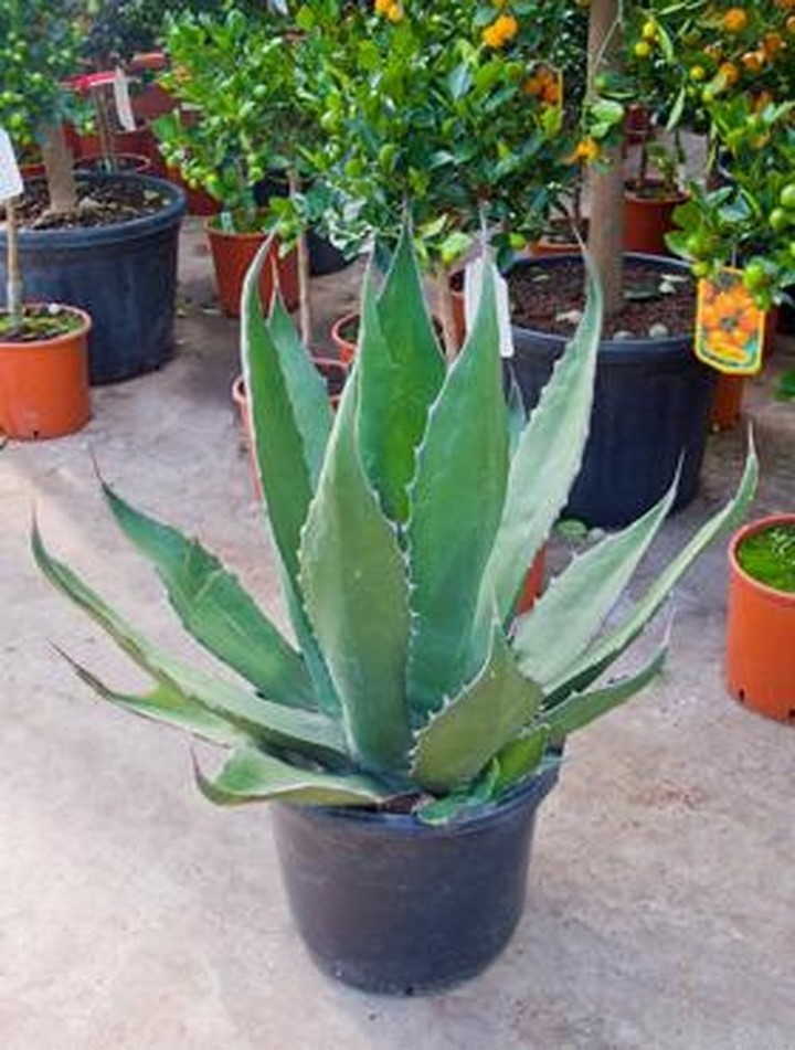 Agave ferox | Terrapalme Heim- und Gartenshop