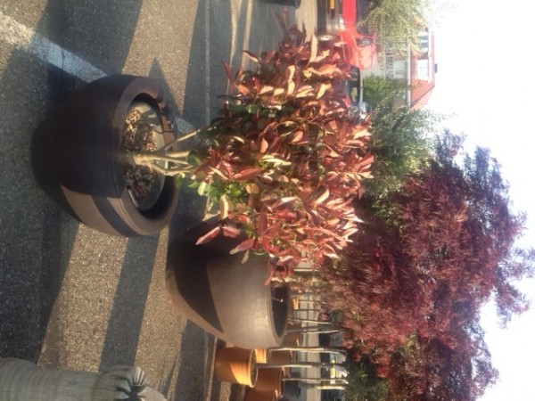 Carabao Pflanzkübel | Big mouth jar