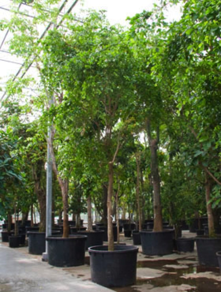 Bucida buceras - schwarze Olive | Terrapalme Heim- und Gartenshop