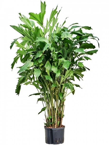 Caryota mitis | Fischschwanz Palme