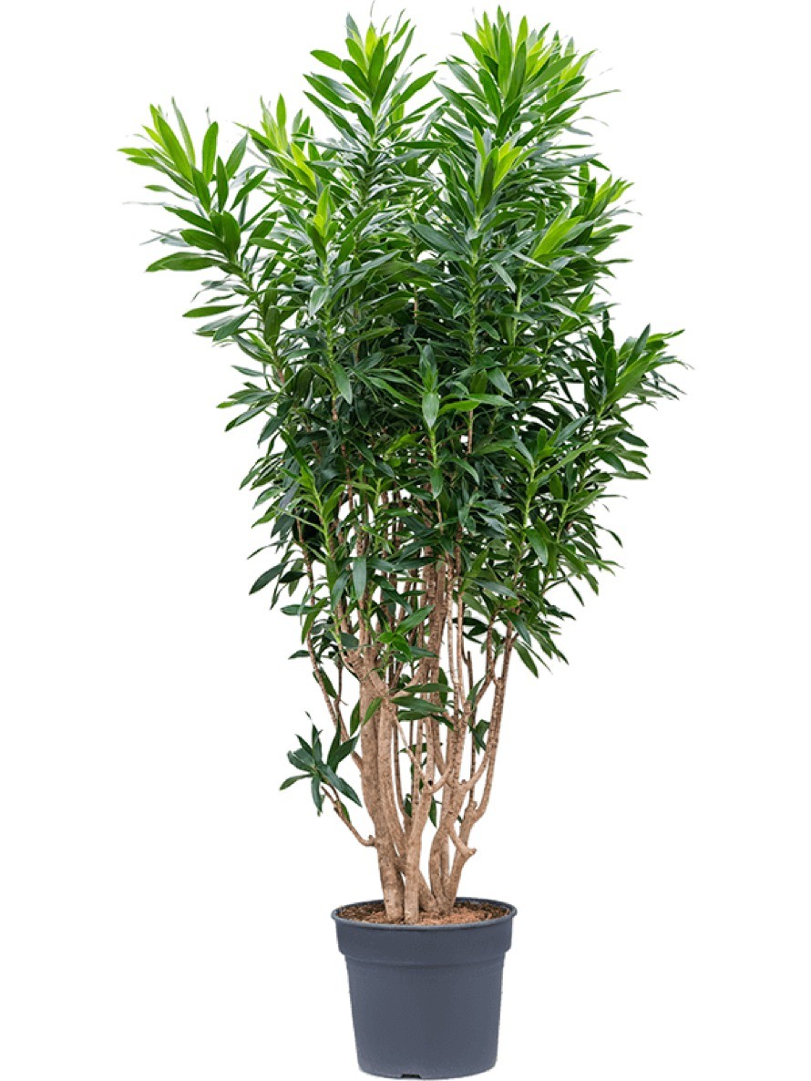 Pleomele reflexa verzweigt | Terrapalme Heim- und Gartenshop