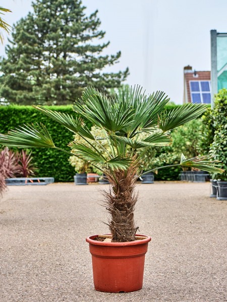 Trachycarpus wagnerianus - Wagnersche Hanfpalme