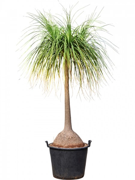 Beaucarnea recurvata nolina