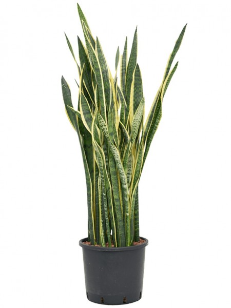 Sansevieria laurentii 120 cm Hydrokultur
