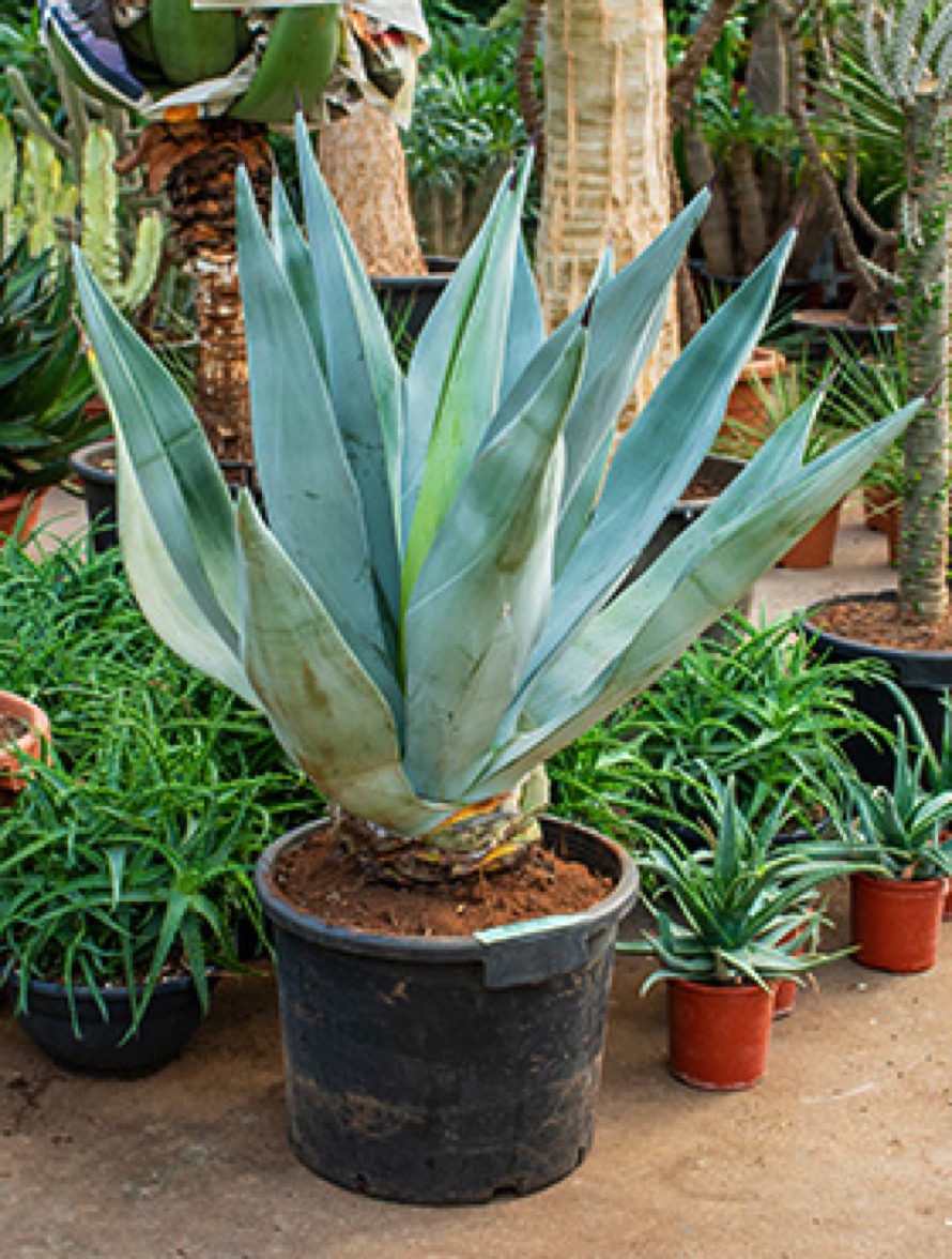 Agaven Online bestellen Terrapalme Heim und