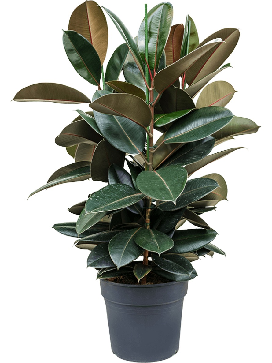 Ficus elastica abidjan | Terrapalme Heim- und Gartenshop