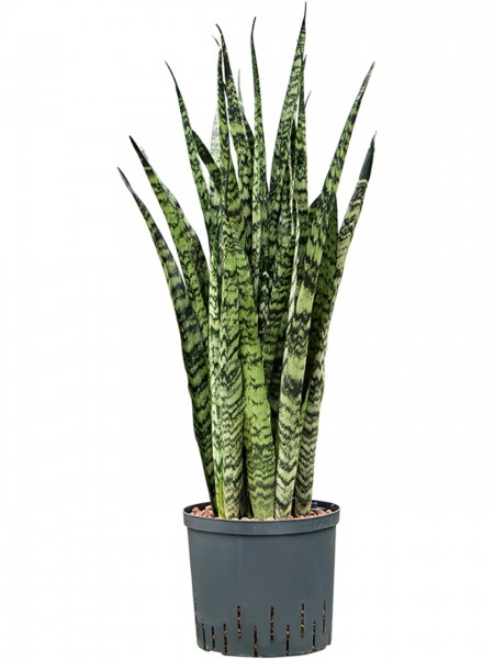 Sansevieria zeylanica | Hydrokultur