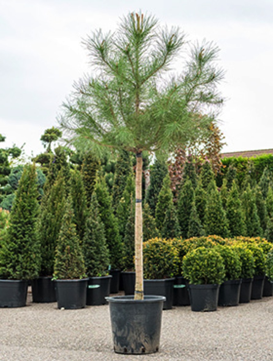 Nadelbäume Online bestellen | Terrapalme Heim- und Gartenshop
