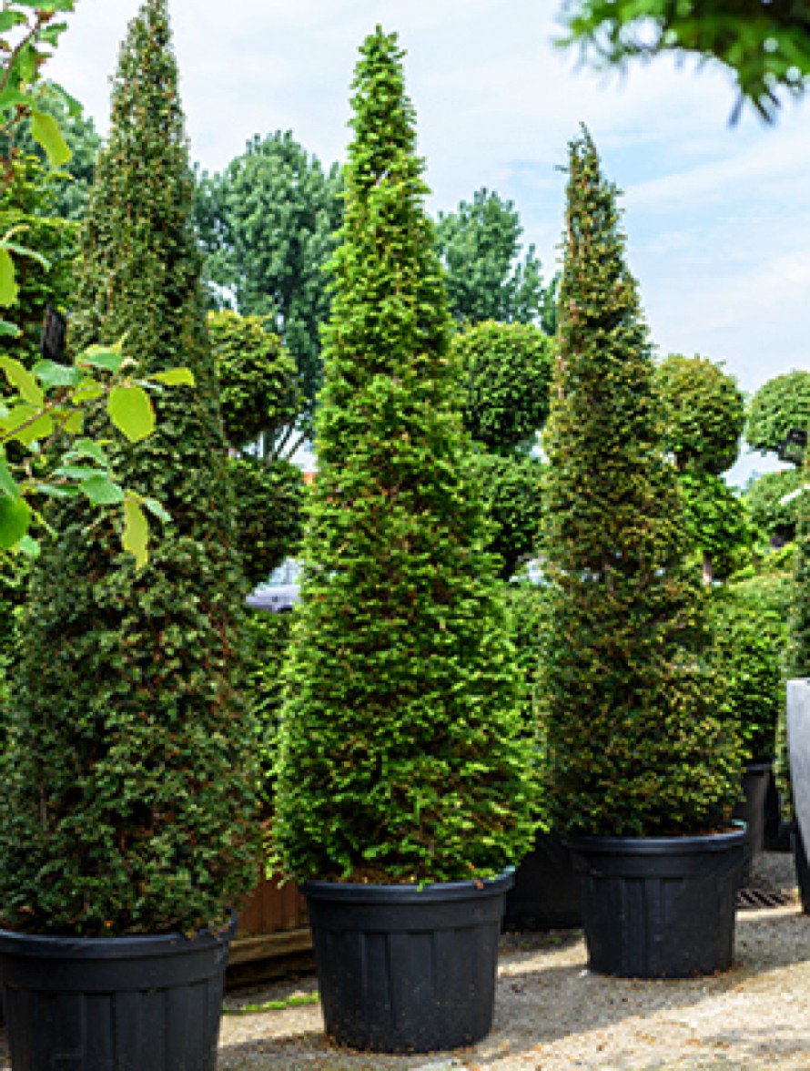 Taxus baccata | Eibe Pyramide | Terrapalme Heim- und Gartenshop