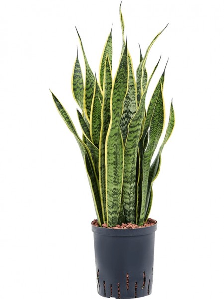 Sansevieria laurentii | Hydrokultur