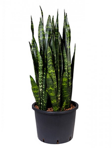 Sansevieria coral black 90 cm | Hydro