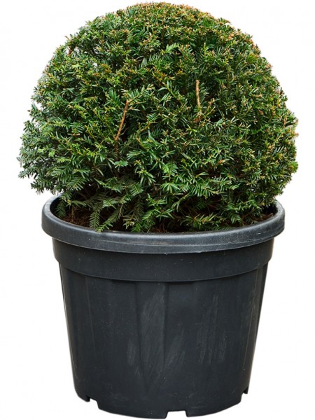Taxus baccata - Eibe Kugel