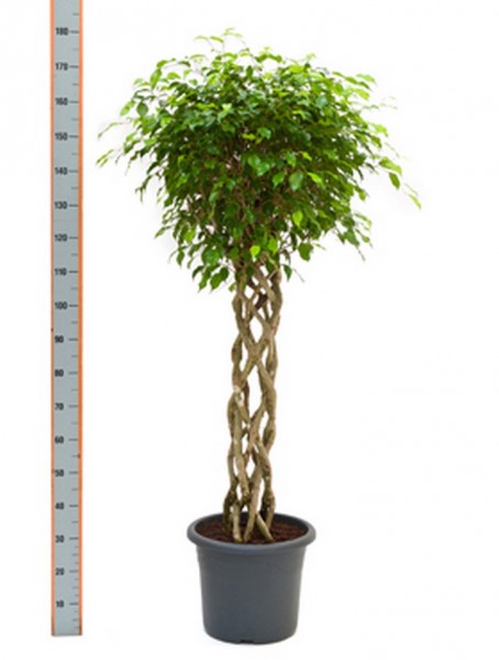 Ficus benjamina 180 cm | zylinder Birkenfeige