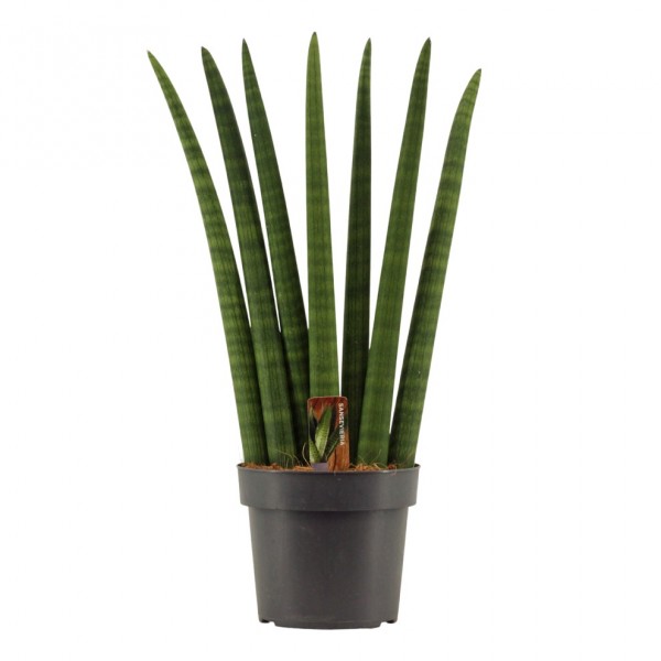 Sansevieria cylindrica | Bogenhanf
