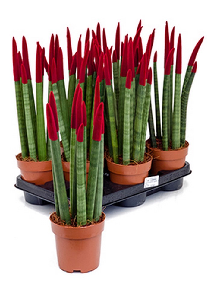 Sansevieria velvet touch 45 cm | Terrapalme Heim- und Gartenshop