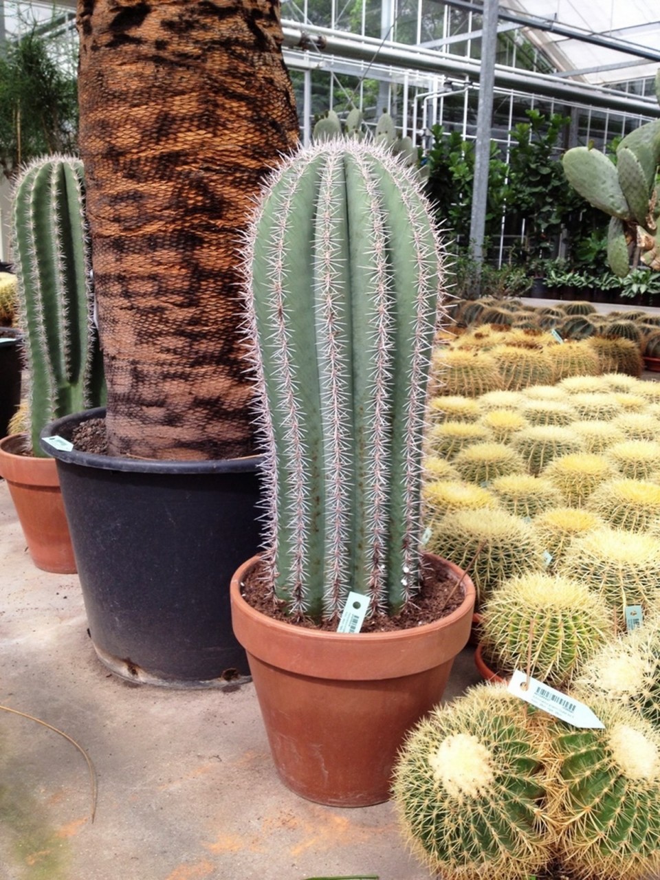 pachycereus-pringlei | Terrapalme Heim- und Gartenshop