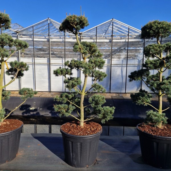 Pinus parviflora Saphir Bonsai