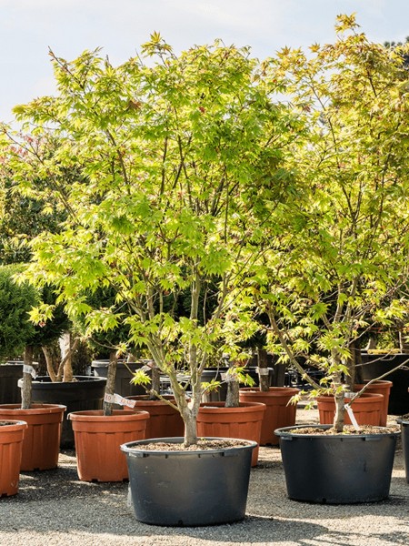 Acer palmatum osakazuki