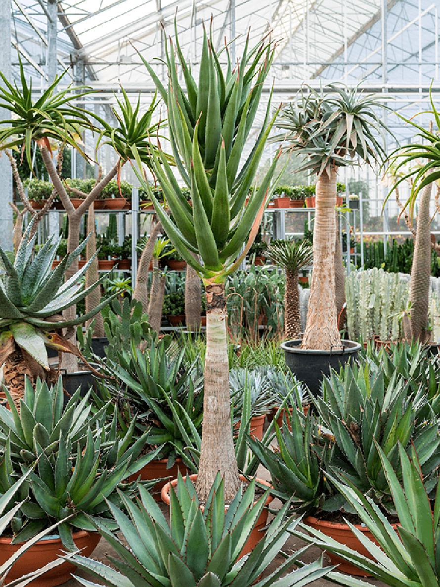 Aloe hercules | Terrapalme Heim- und Gartenshop