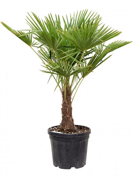 Trachycarpus fortunei | Hanfpalme