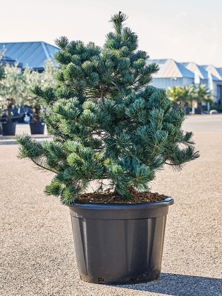 Pinus parviflora negishi