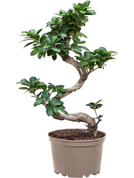 Ficus microcarpa compacta 70 cm - Bonsai