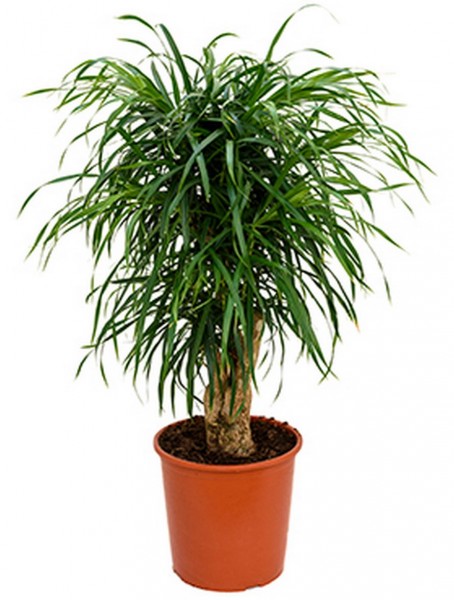 Pleomele anita - Drachenbaum