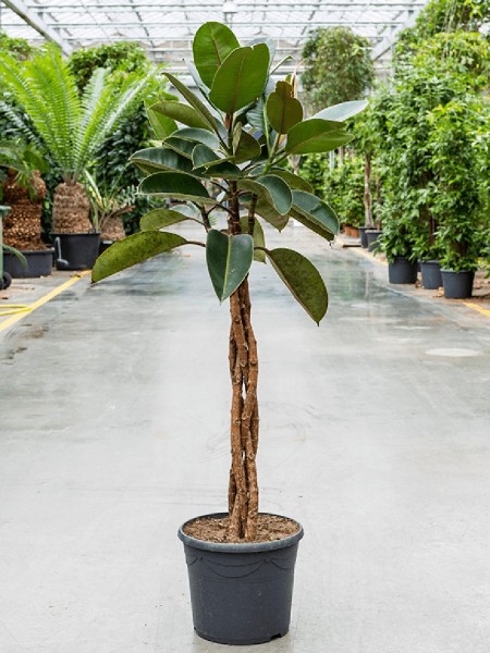 Ficus elastica burgundy - Gummibaum gefl. Stamm
