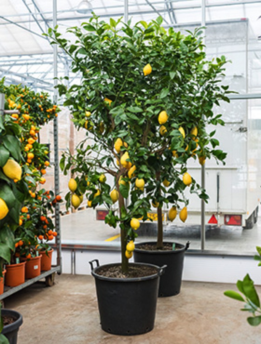 Zitronen- und Orangenbäume Online bestellen | Terrapalme Heim- und