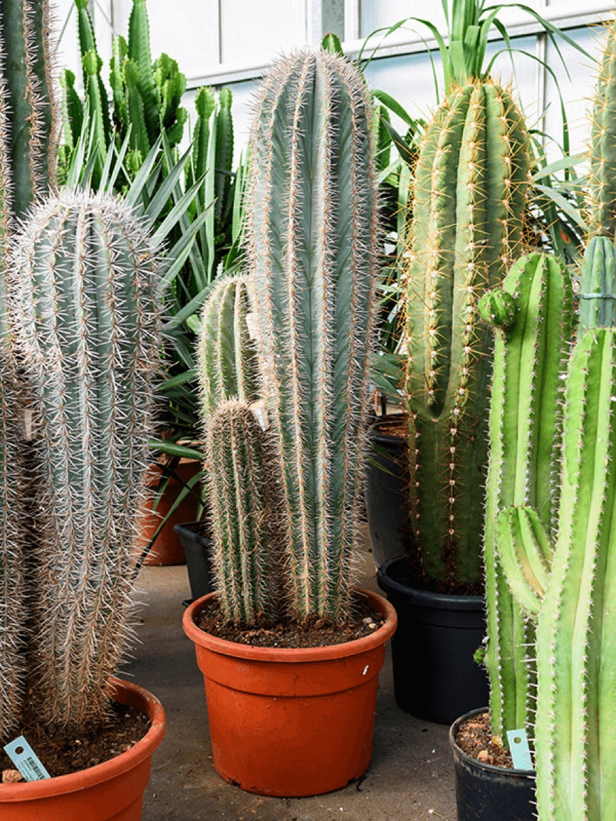 Pachycereus pringlei 2-3 Stämmig | Terrapalme Heim- und Gartenshop