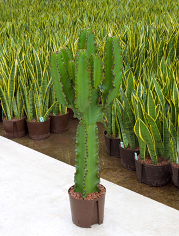 Euphorbia ingens - Säulenkaktus | Terrapalme Heim- und Gartenshop