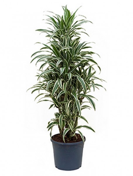 Dracaena white stripe 100 cm - Drachenbaum
