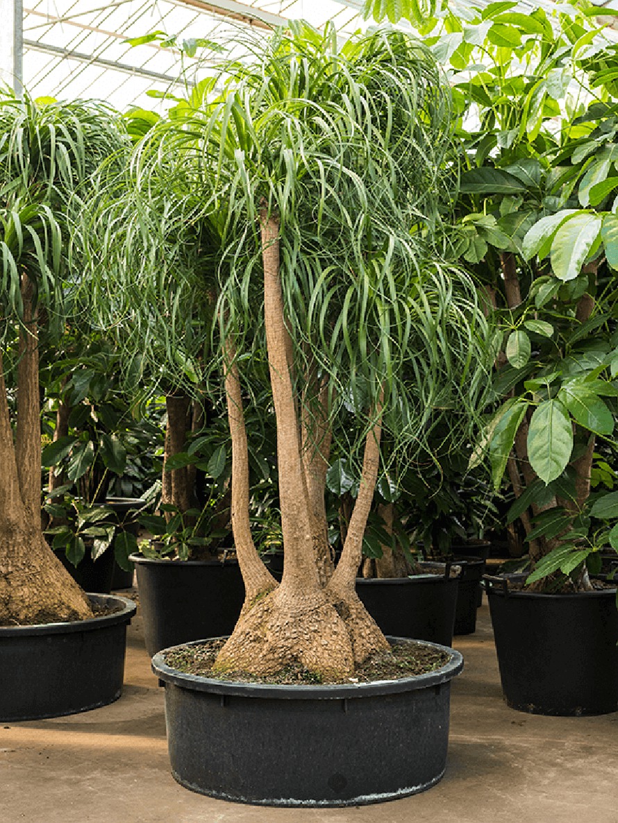 Beaucarnea Online kaufen | Terrapalme Heim- und Gartenshop