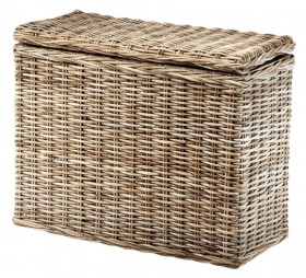 Pleomele song of jamaica 220 cm - Drachenbaum Verzweigt | Terrapalme