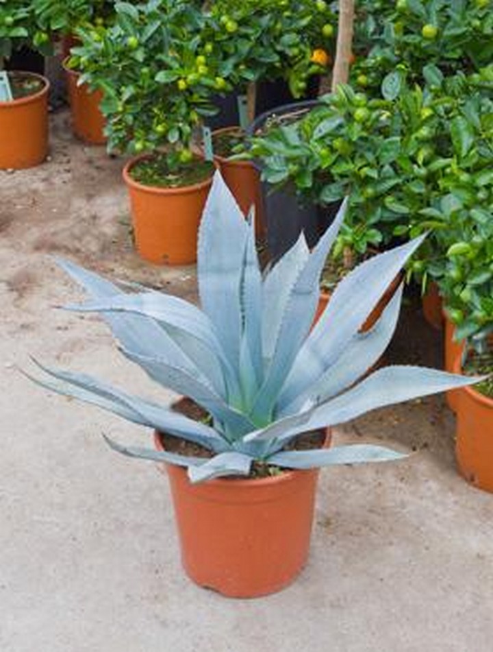 Agave azul | Terrapalme Heim- und Gartenshop