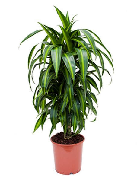 Dracaena hawaiian sunshine | Drachenbaum