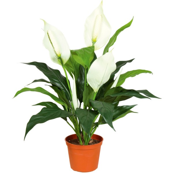 Spathiphyllum Deluxe - Kunstpflanze 50 cm