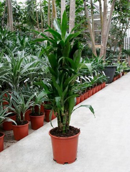 Dracaena janet lind 110 cm | Drachenbaum