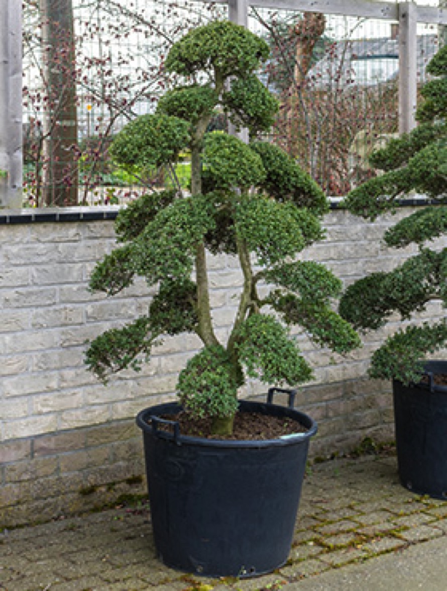 Ilex crenata 190 cm | Bonsaibaum | Terrapalme Heim- und Gartenshop