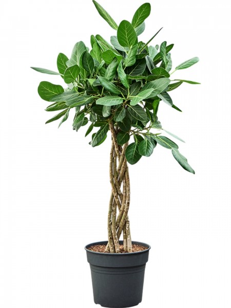 Ficus benghalensis audrey geflochten