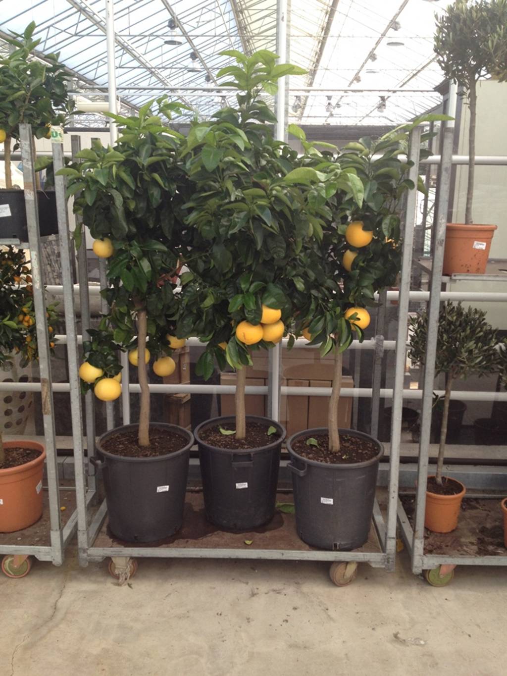 citrus-paradise-pampelmuse-grapefruite-stimmungsbild