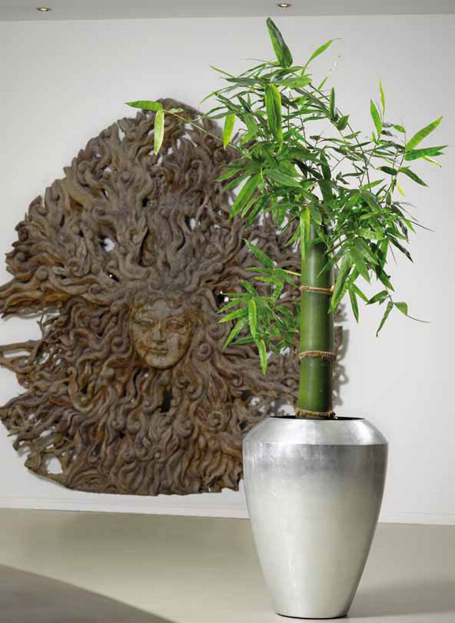 bambusa-gruen-nk-silver-leaf-coppa-stimmungsbild