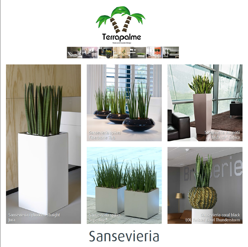 http://www.terrapalme.de/media/pdf/Sansevieria-Edition-Katalog-2.pdf