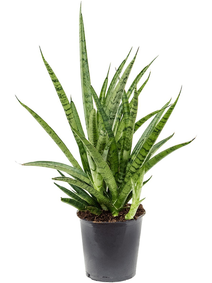 Sansevieria Comet Rocky Mountains | Terrapalme Heim- und Gartenshop