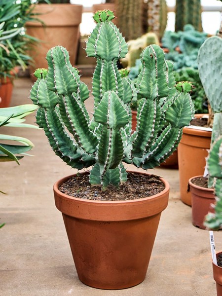 Euphorbia cooperii verzweigt - Afrikanische Milbaum