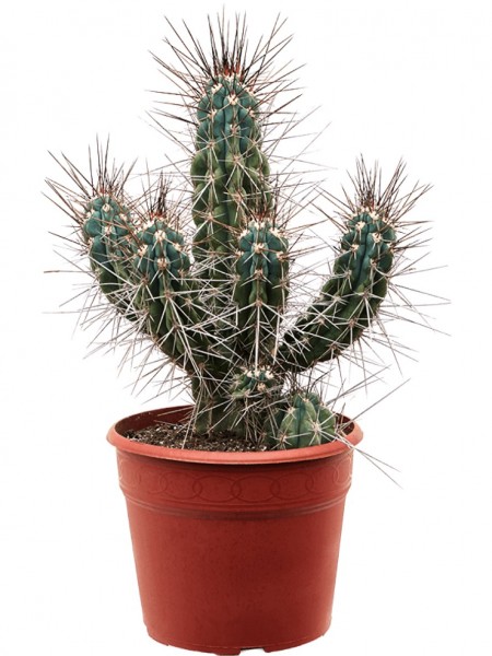 Stetsonia coryne verzweigt