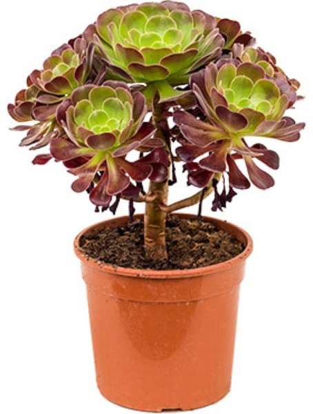 Aeonium velour - Kanarische Rose