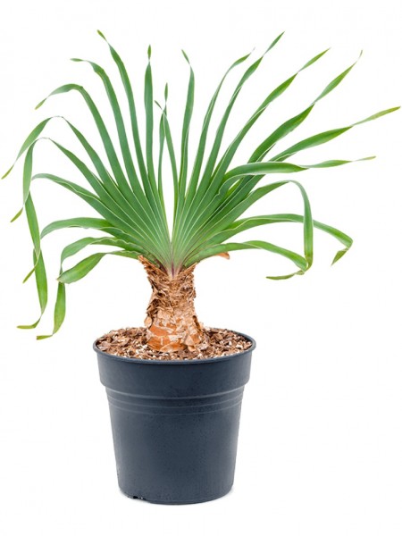 Boophone disticha - Fächerlilie