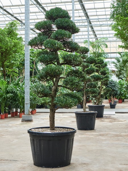 Podocarpus macrophyllus - Steineibenkrone